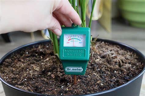 indoor plant moisture meter guide